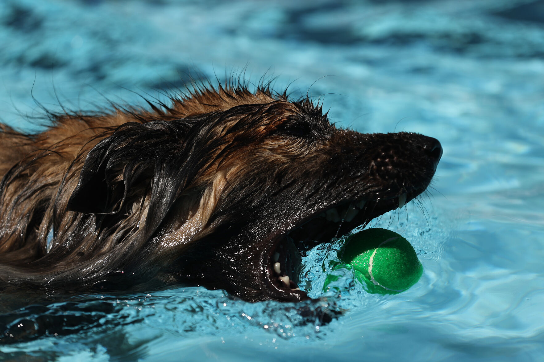 091320-news-dogsplash 8.jpg
